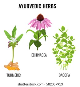 Ayurvedic herbs set isolated on white. Turmeric with rhizomes, bacopa aquatic plant, Echinacea herbaceous flower or purple coneflowers. Realistic vector illustration ayurveda herbs collection