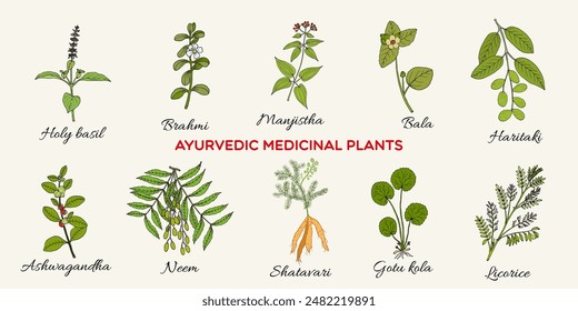 Ayurvedic medicinal plants and herbs, natural botanical set. Hand drawn vector illustration