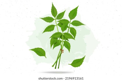 Ayurvedic Neem plant Stems and leaves vector illustration isolated on white background