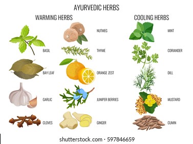 Ayurvedic warming and cooling herbs banner. Bay leaf, orange zest, juniper berries, mustard and cumin seeds, coriander and dill branches etc. Vector collection on white of healthy condiment signs