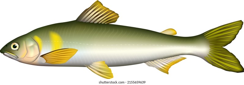 'Ayu'(Sweetfish) illustration. Vector EPS format.