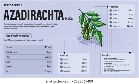 Azadirachta indica Herb Nutrition Facts and Health Benefits–Detailed Vector Infographic for Healthy Eating and Wellness