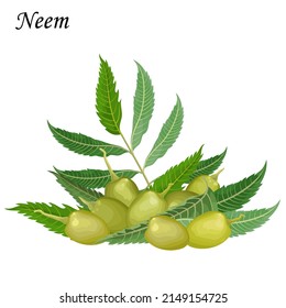 Azadirachta indica (Neem) green fruits, vector illustration.