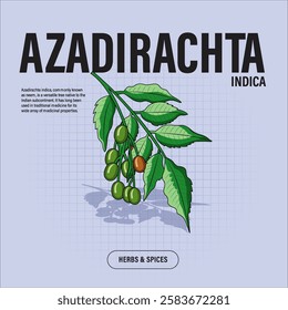 Azadirachta Indica Premium Vector Clipart High-Quality Illustration for Cooking Branding and Packaging