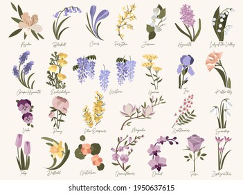 azalea, blossom, bluebell, botanical, collection, contemporary art, crocus, daffodil, flower, font, forsythia, grape hyacinth, hand drawn, illustration, invitation, iris, jasmine flower, kaffir lily