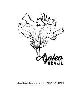 Azalea, ericaceae flowers hand drawn illustration. Beautiful blooming plant ink pen sketch. Freehand outline floral blossom engraving. Greeting card monochrome isolated design element