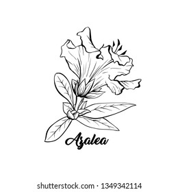 Azalea, ericaceae japonica flower hand drawn illustration. Beautiful blooming plant ink pen sketch. Freehand outline floral blossom engraving. Greeting card monochrome isolated design element