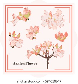 Azalea Flower