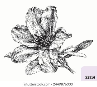 Flor de azalea. Planta de primavera. Dibujo de tinta gráfica, técnica de puntillismo
