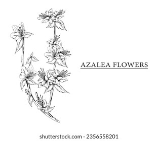 azalea flower vector sketch illustration. Hand drawn tropical floral and natural design elements. isolated white background.