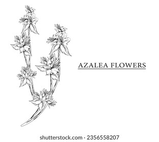 ilustración de esbozo del vector de flor de azalea. Elementos de diseño floral y natural a mano. fondo blanco aislado.