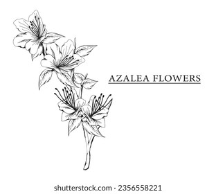 azalea flower vector sketch illustration. Hand drawn tropical floral and natural design elements. isolated white background.