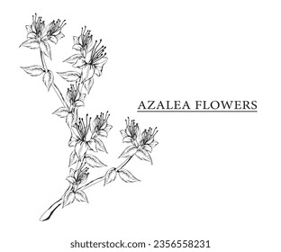 azalea flower vector sketch illustration. Hand drawn tropical floral and natural design elements. isolated white background.