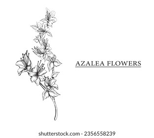 azalea flower vector sketch illustration. Hand drawn tropical floral and natural design elements. isolated white background.