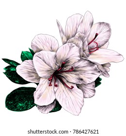 Azalea flowers with leaves sketch vector graphics color picture