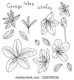 Azalea Icons Set In Hand Drawn Style. Vector Illustration