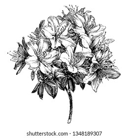 Azalea Ledifolia is a genus of Rhododendron. It is evergreen shrub, with thick, dark-green leaves and clusters of white flowers in summer, vintage line drawing or engraving illustration.