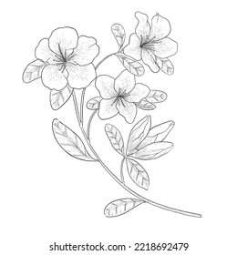 Azalea outline vector botanical illustration