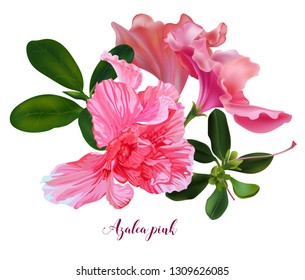 Azalea Pink  Vector Illustration