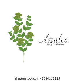 Azalea plant flower vector illustrations.