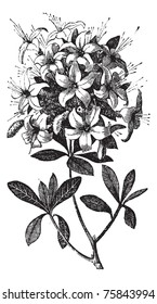 Azalea Or Rhododendron Sp, Or Azalea Viscosa., Vintage Engraving. Old Engraved Illustration Of An Azalea Plant Showing Flowers.