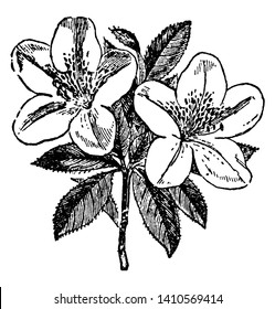 An Azalea is small tree, shrub of flower. Flowers grow only one bloom per stem. The leaves are below the flower, vintage line drawing or engraving illustration.