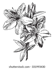 Azalea, vintage engraved illustration. Dictionary of words and things - Larive and Fleury - 1895.