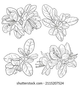 Azaleas. Flowers silhouette. Vector illustration isolated on white background.