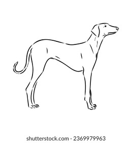 Azawakh,Azawakh dog vector sketch illustration