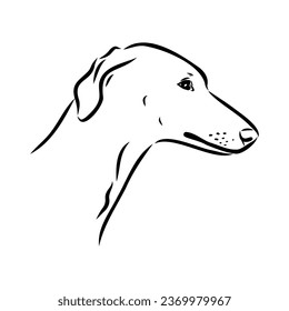 Azawakh,Azawakh dog vector sketch illustration