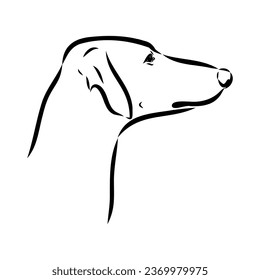 Azawakh,Azawakh dog vector sketch illustration