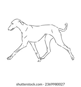 Azawakh,Azawakh dog vector sketch illustration