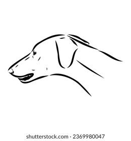 Azawakh,Azawakh dog vector sketch illustration