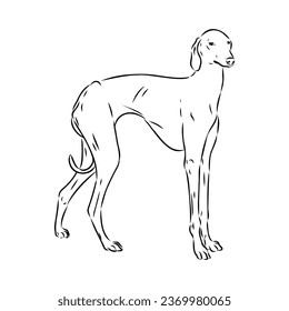 Azawakh,Azawakh dog vector sketch illustration