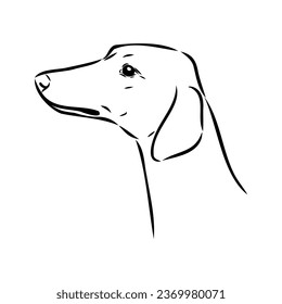 Azawakh,Azawakh dog vector sketch illustration