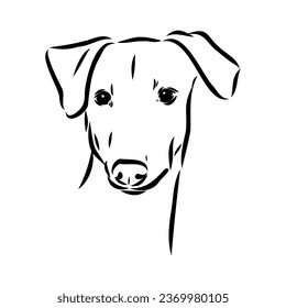 Azawakh,Azawakh dog vector sketch illustration