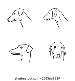 Azawakh,Azawakh dog vector sketch illustration