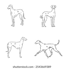 Azawakh,Azawakh dog vector sketch illustration