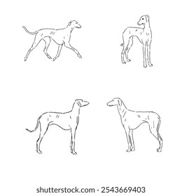 Azawakh, ilustração de esboço vetorial de cachorro Azawakh