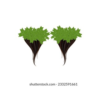 Azolla on a white background.
