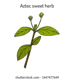 Aztec sweet herb (Lippia dulcis), or honeyherb, hierba dulce, medicinal plant and sweetener. Hand drawn botanical vector illustration