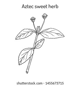 Aztec sweet herb (Lippia dulcis), or honeyherb, hierba dulce, medicinal plant and sweetener. Hand drawn botanical vector illustration