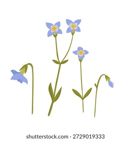 azure bluet, Quaker ladies, bluets flower, Houstonia caerulea, vector drawing wild plant at white background, floral element, hand drawn botanical illustration