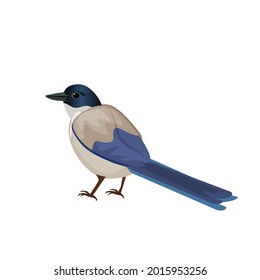 Azure-winged Magpie was standing.Isolated vector illustration on a white background.