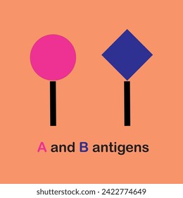 B and A antigens respectively, which determine the blood groups of individuals.alactose or N-acetylgalactosamine  added to H-antigen. Blood Types, ABO System, Red Blood Cell Antigens and Blood Groups