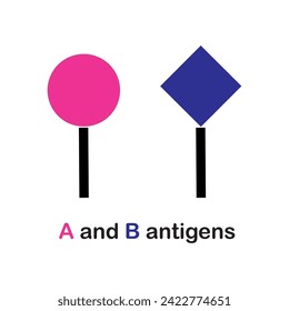 B and A antigens respectively, which determine the blood groups of individuals.alactose or N-acetylgalactosamine  added to H-antigen. Blood Types, ABO System, Red Blood Cell Antigens and Blood Groups