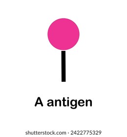 B and A antigens respectively, which determine the blood groups of individuals.alactose or N-acetylgalactosamine  added to H-antigen. Blood Types, ABO System, Red Blood Cell Antigens and Blood Groups