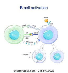 B-Zell-Aktivierung. Antigen-Präsentation. Plasmazellen und Antikörperproduktion. B-Zell-Signalwege. Immunantwort. Vektorgrafik