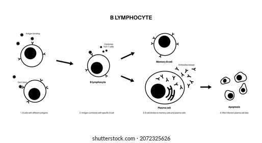 Diagrama de activación de celda B. Proceso de reconocimiento de un antígeno y se une a él. Señales de activación bidireccional. Concepto de enfermedades alérgicas. Ilustración del vector plano del sistema inmunológico humano.