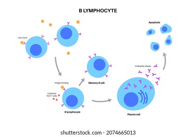 B Cell Activation Diagram Process Recognizing Stock Vector (Royalty ...